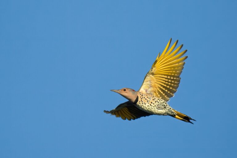 Northern Flicker The Story Behind Alabamas State Bird The Cullman