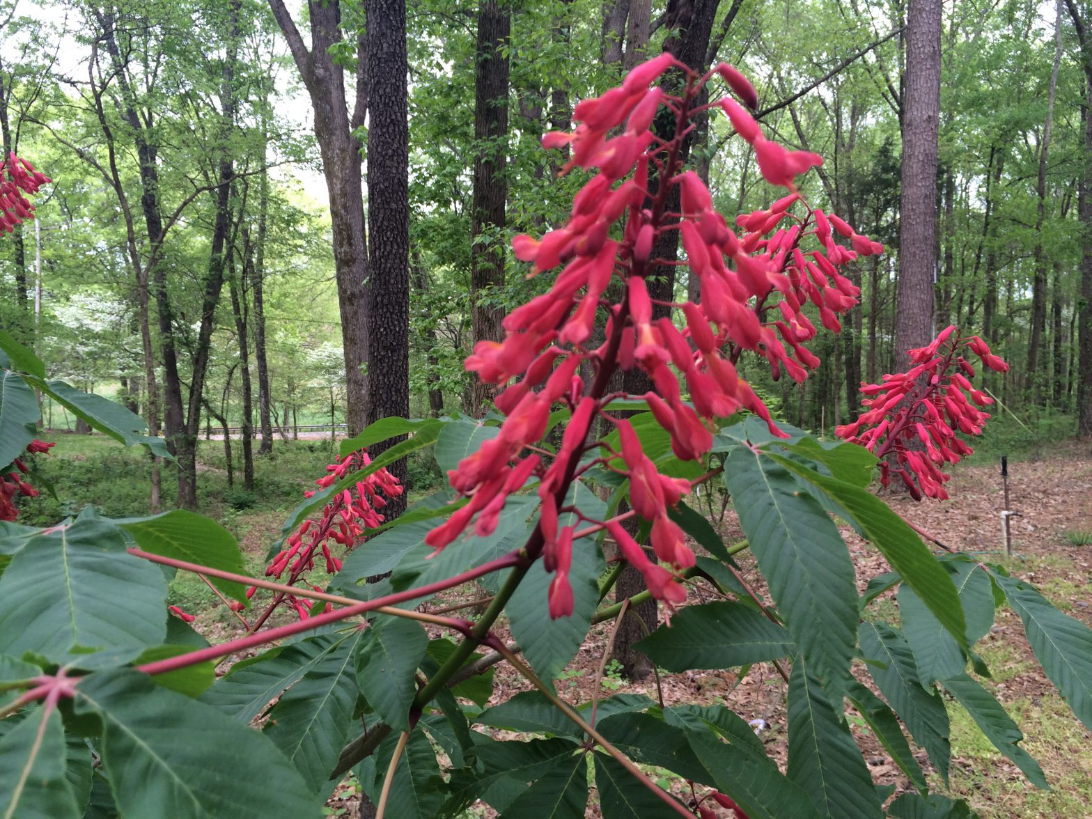 Plant It: Buckeye bush - The Cullman Tribune