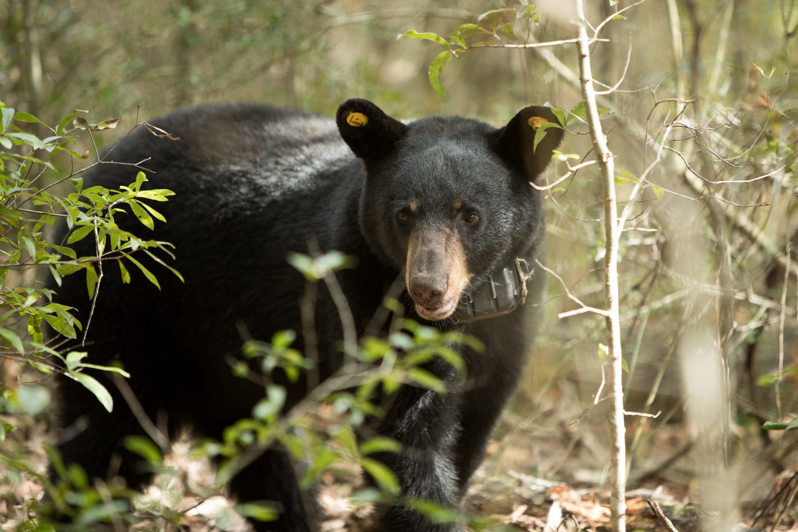 Bear sightings reported in NE Cullman Co.; residents reminded bears are