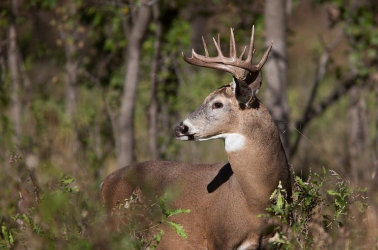 Alabama Hunting Over Bait License - Alabama Bait Bill becomes law | The Cullman Tribune - It is recommended that all older formats lifetime licenses be replaced.