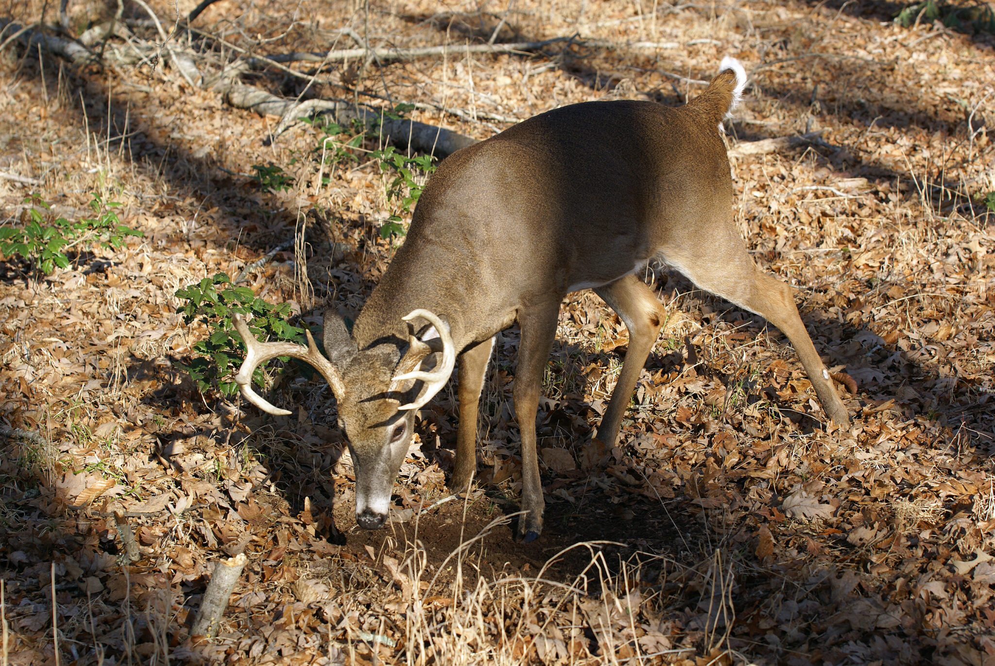 Tips for hunting the rut in Alabama - The Cullman Tribune