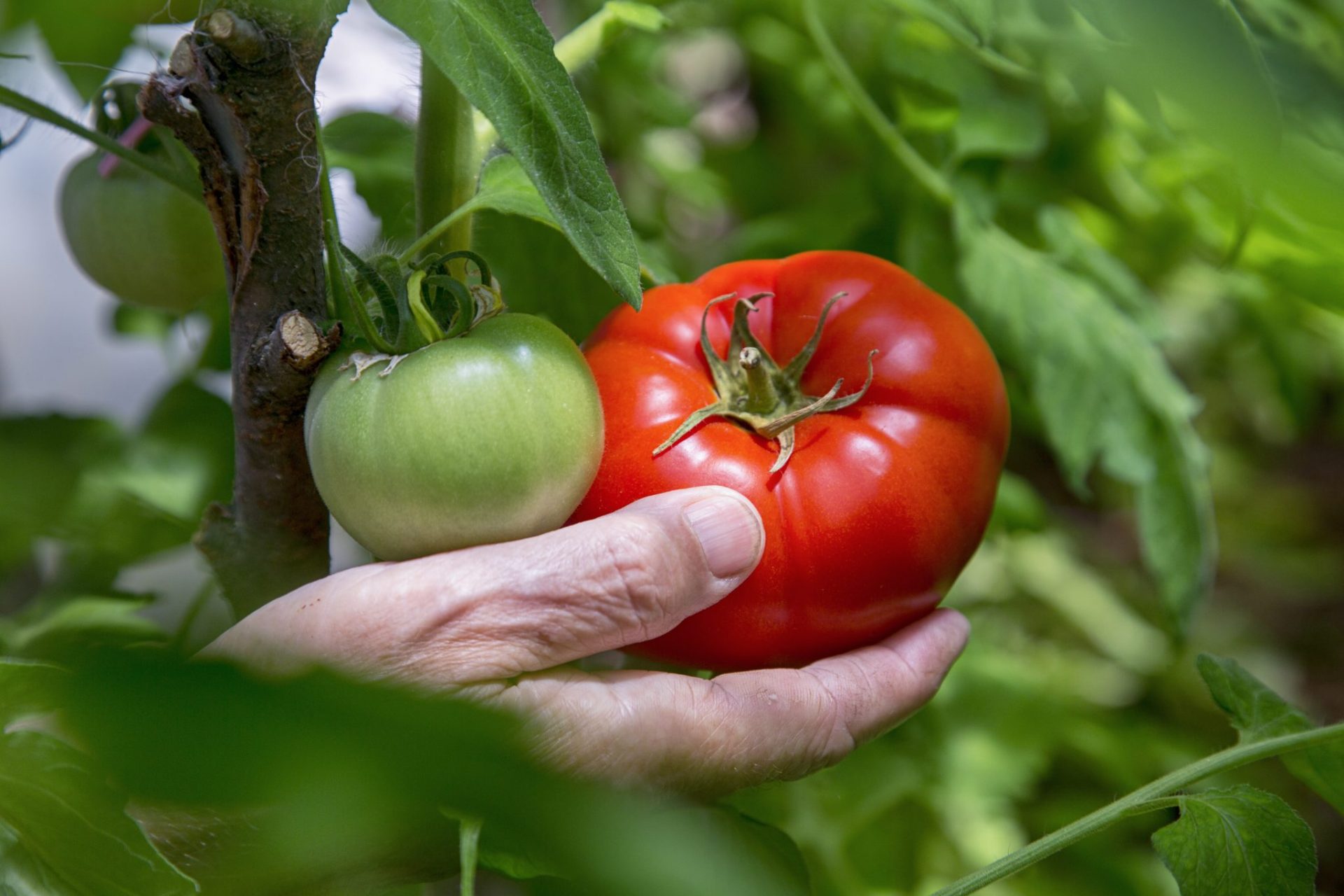 Selecting which tomato plants to grow - The Cullman Tribune