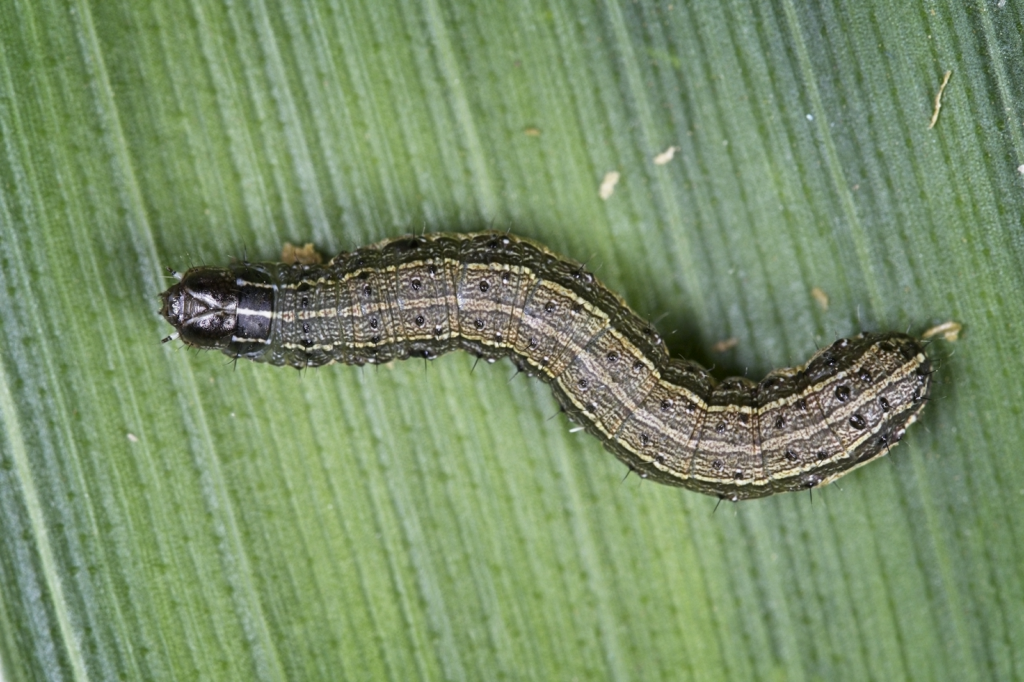 March Of The Armyworm The Cullman Tribune