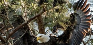 Eagle Awareness Weekends Return to Lake Guntersville State Park in 2023
