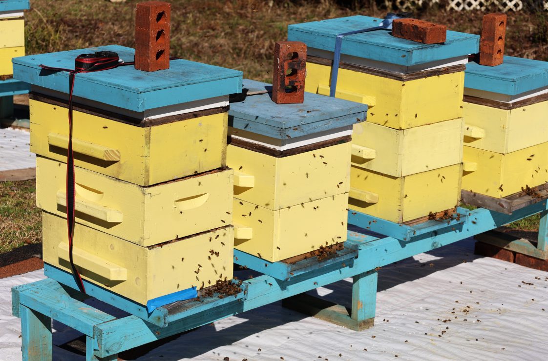 Beekeepers monitor hives for Africanized honeybees after confirmed detection in Alabama – The Cullman Tribune