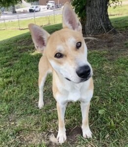 Pet of the week: Look at me! It's Ricky! - The Cullman Tribune